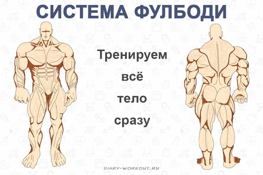 Фулбоди программа тренировок для женщин. Программа тренировок full body для мужчин. Фулл бади программа. Программа тренировок full body. Программа тренировок фулбоди для новичков.