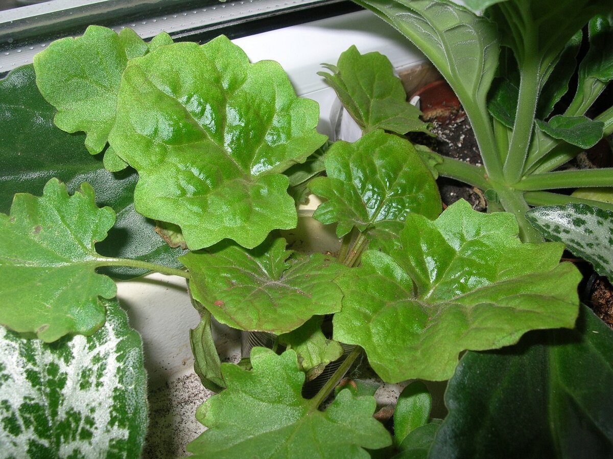 Примулина табачная