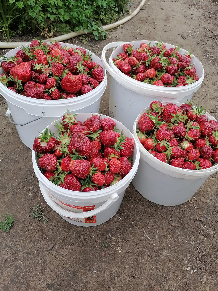 Клубника с маминого огорода. Фото автора. Больше фото в карусели.