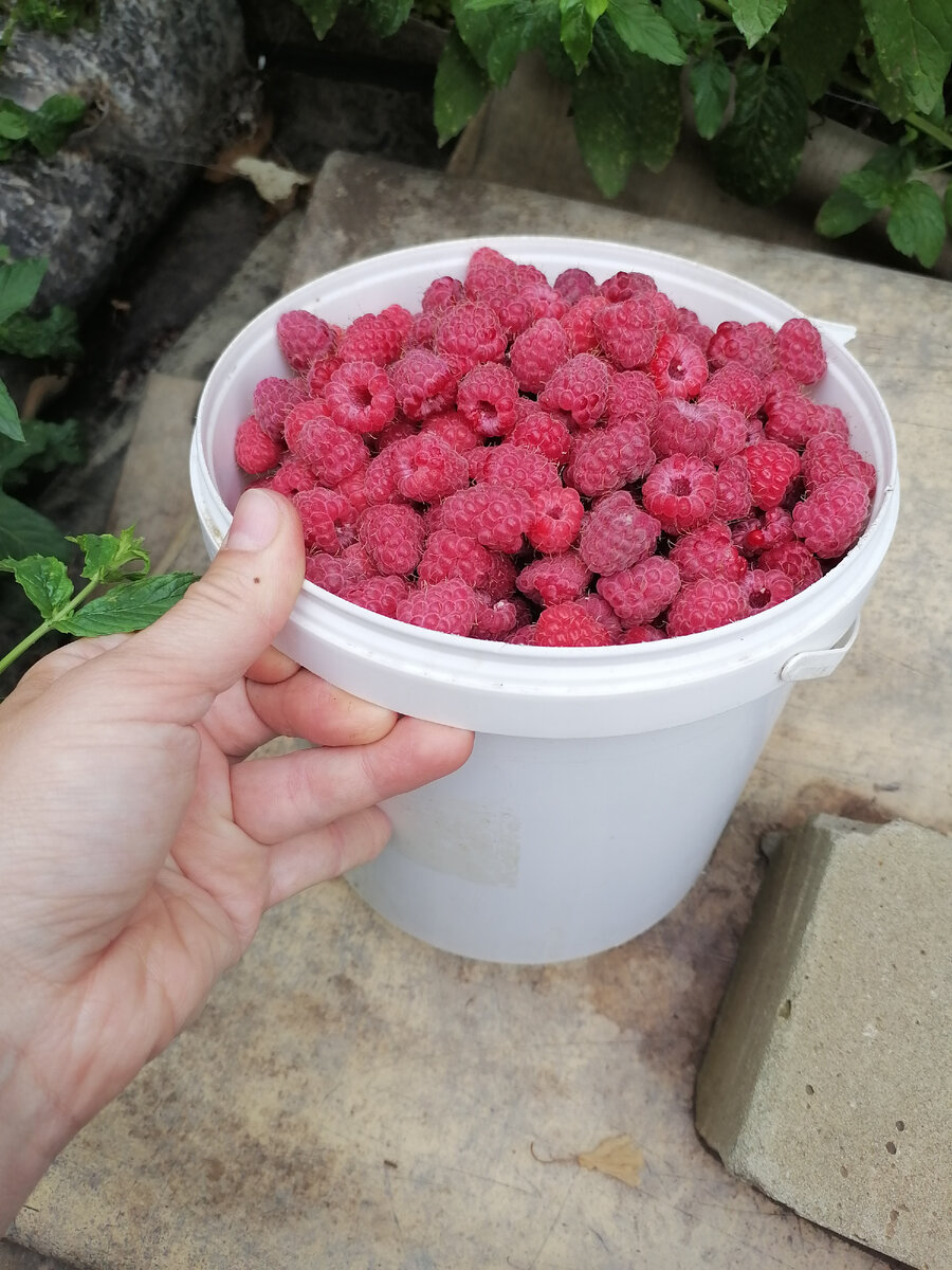 Малина с маминого огорода. Фото автора. Больше фото в карусели.