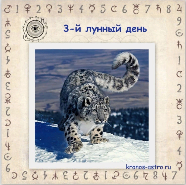 3 лун сутки