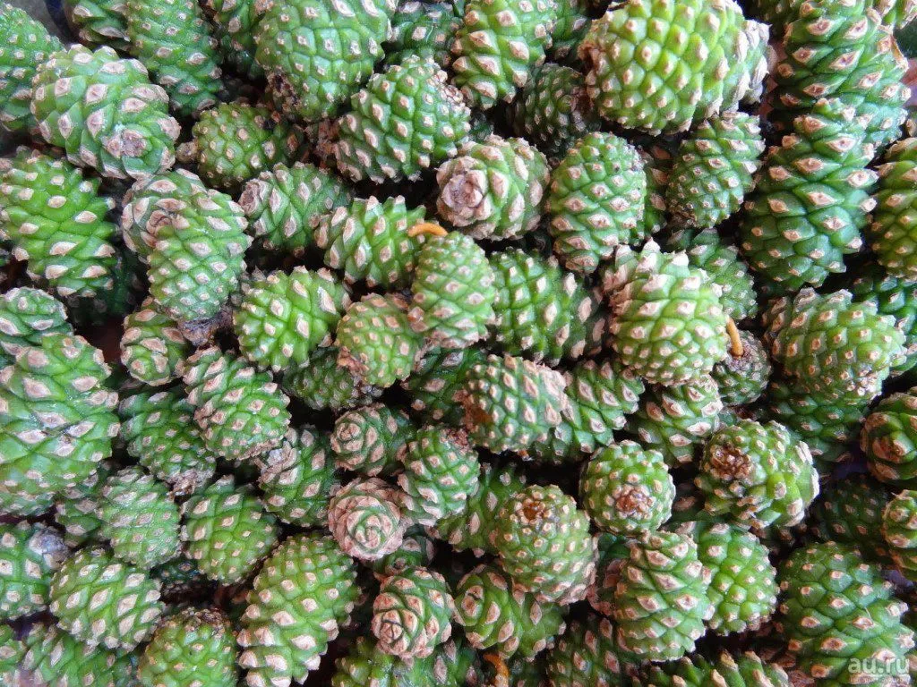 Сосновые шишки