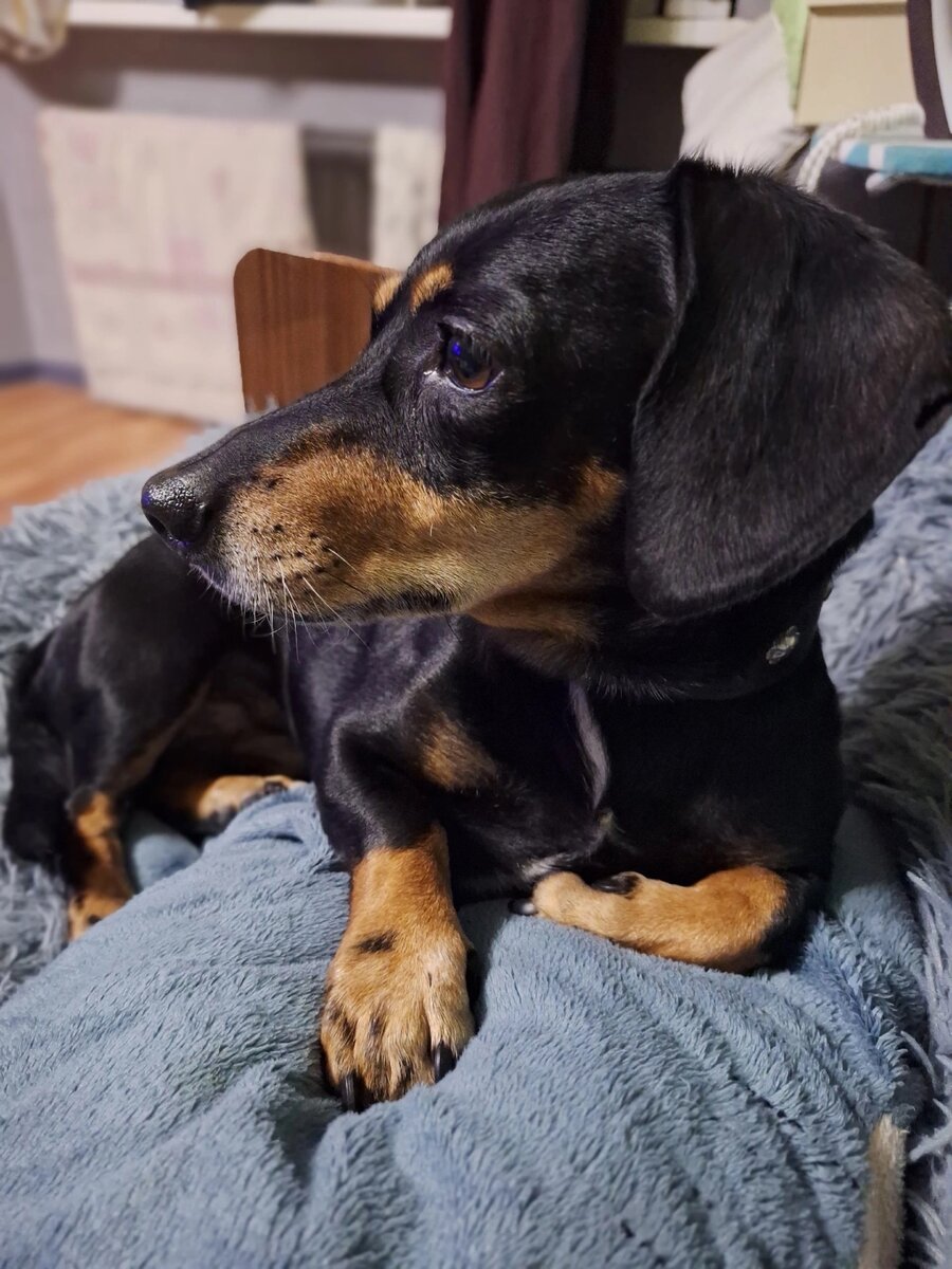 Детей любить нельзя кусать (где ставить запятую?) | Такс Альянс | Дзен