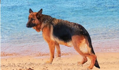Немецкая овчарка (Источник изображения книга "Породы собак и их характеры" Александра Матанцева)