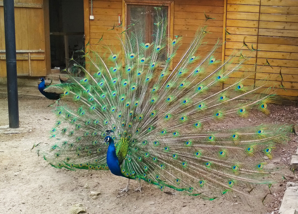 фото из открытых источников интернет