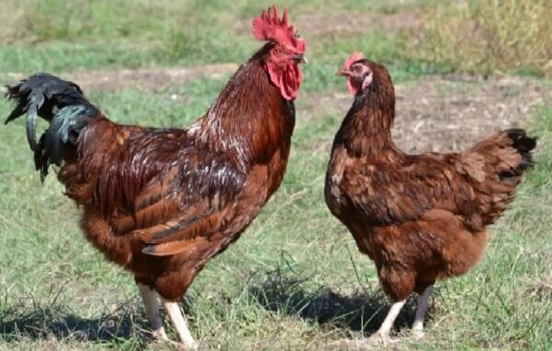 характеристики кур несушек доминант. яичная порода кур название. породы кур несушек мясо- яичной породы. рой айленд куры. породы кур с фотографиями.