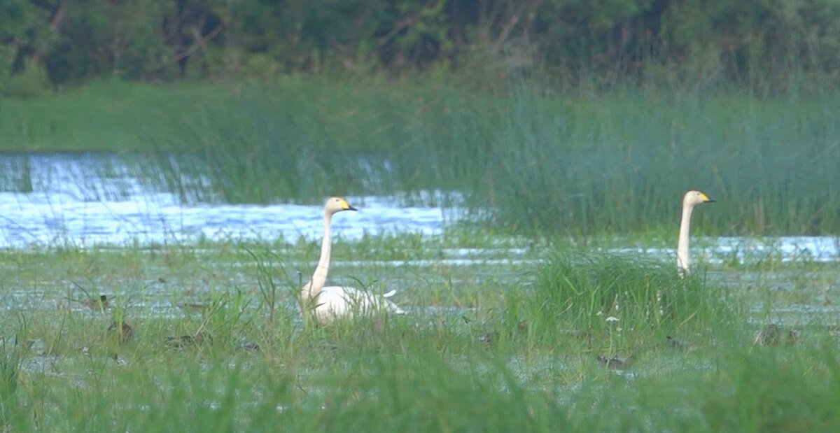 Лебеди среди стаи уток. Фото автора.