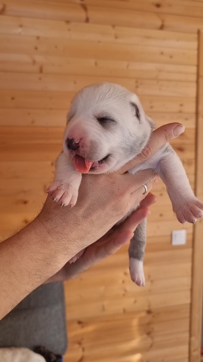 Милая Серебряшка с еще закрытыми глазками.