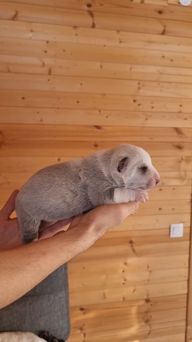 Маленький Кротик)