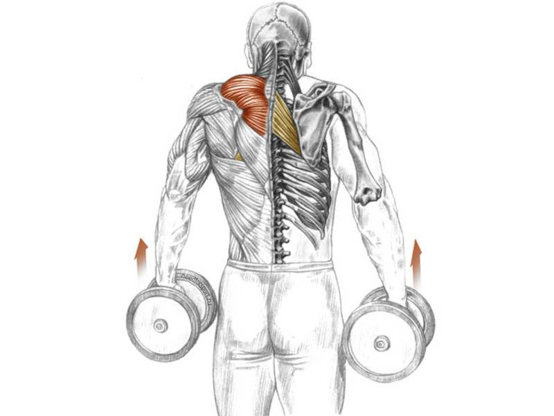 Шраги с гантелям мышцы. Трапеция упражнения шраги гантелями. Шраги со штангой на трапецию. Шраги анатомия.