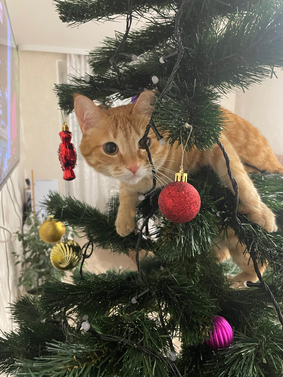 Кот смотрит в светлое будущее