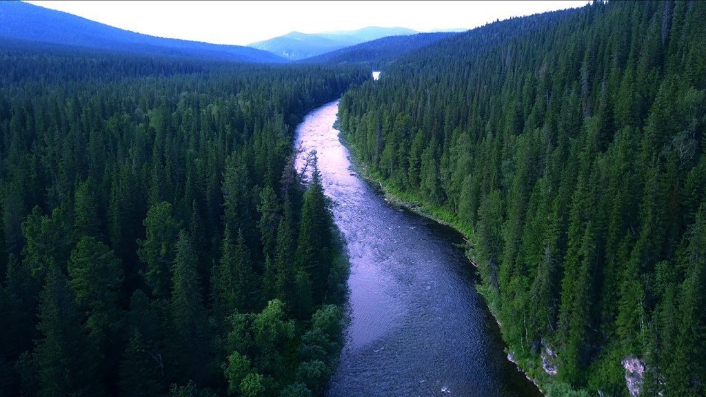 Самая большая река восточной сибири. Красноярский край Тайга Енисей. Восточно Сибирская Тайга. Сибирь Тайга. Тайга лес Новосибирск.