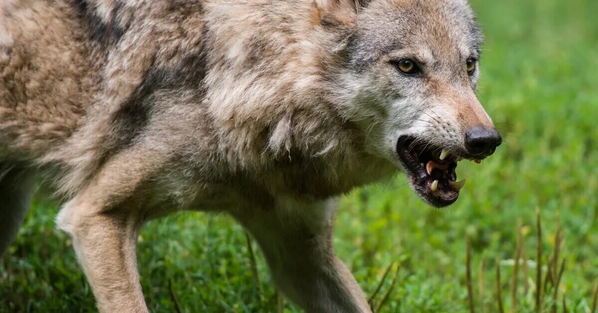 Фотография из интернета. Здесь волк НЕ заражён бешенством! 