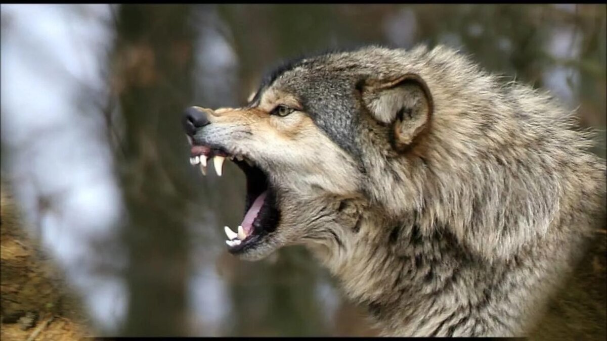 Фотография из интернета. Здесь волк также НЕ болен бешенством! 