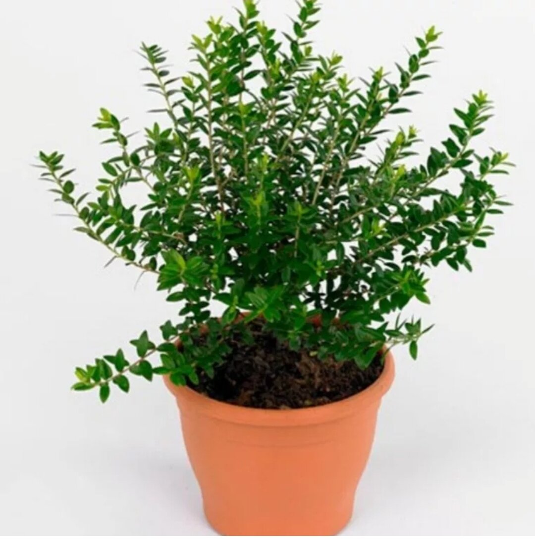 Мирт цветок. Цветок дерево мирт. Мирт цветок. Мирт. Как выглядит мирт.