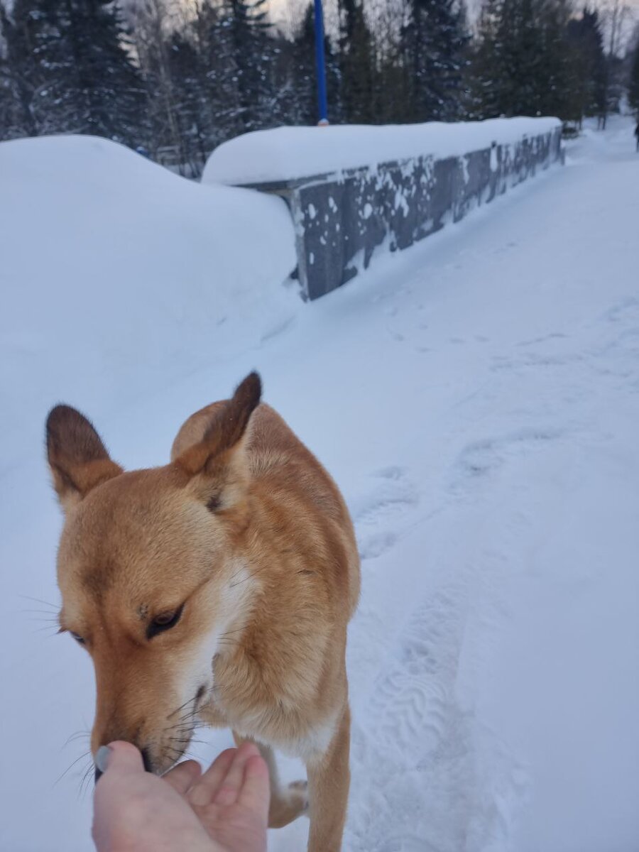 Хрупкая небольшая девочка, встречала каждого, выпрашивая крохи еды и внимания