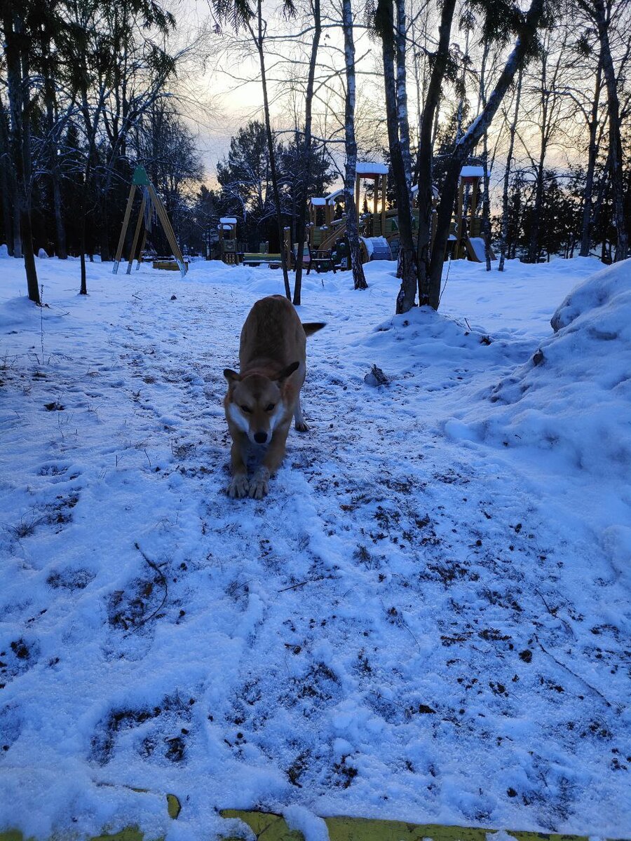 Лисичка сохранила доверие к людям 