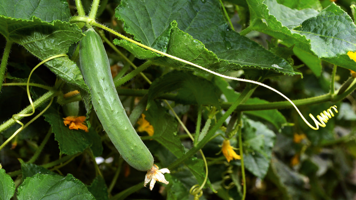 Cucumber growing
