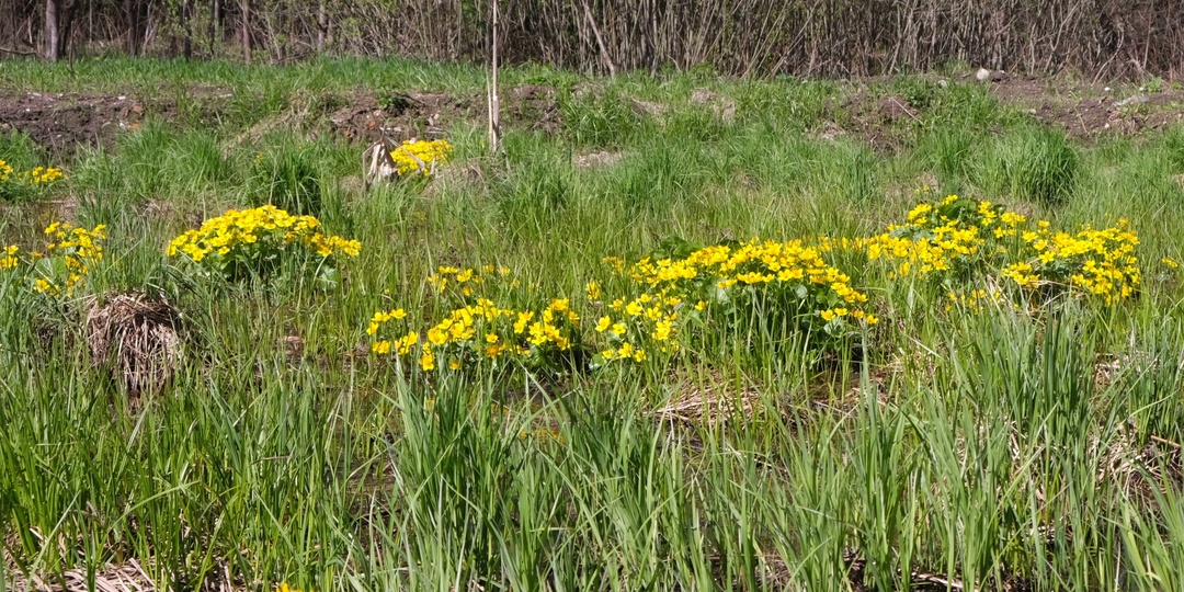 Калужница - солнечный болотный цветок