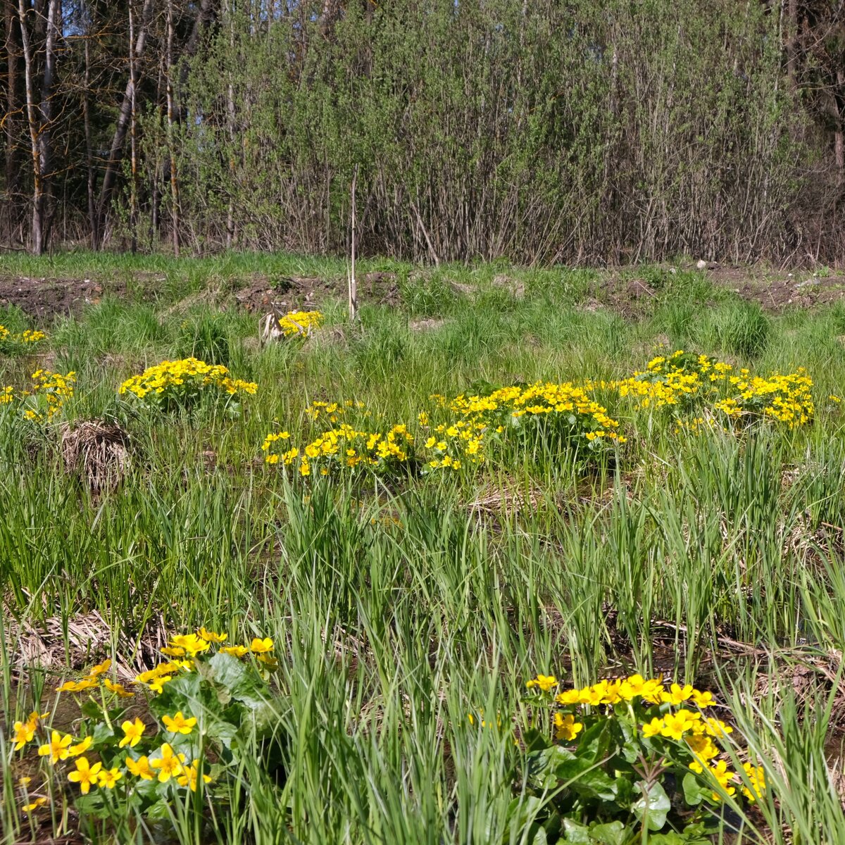 Цветет Калужница болотная (Caltha palustris)