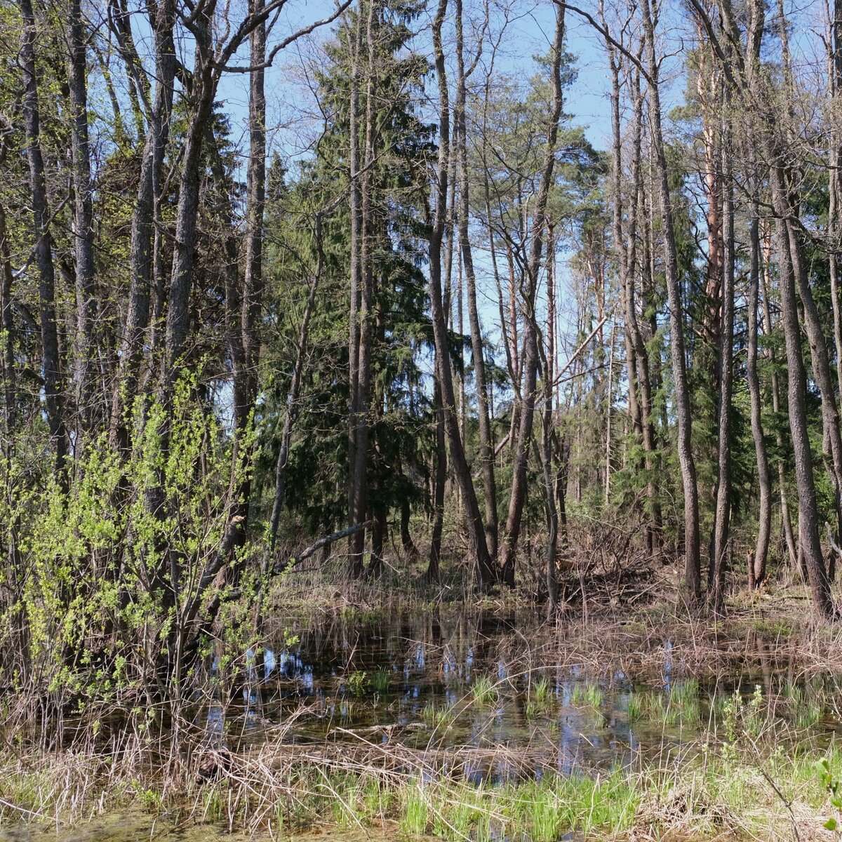 Место где растет калужница