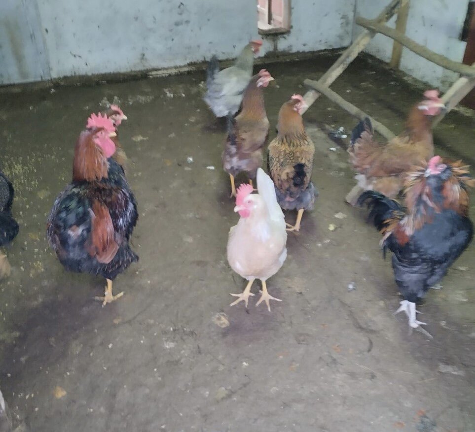 Куры в курятнике. Подмосковье, наши дни