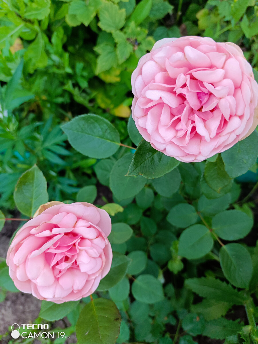 Чарминг Пиано