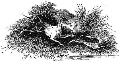 Керидвен в облике гончей преследует Гвион Баха в образе зайца (литография). Великобритания, 1877 г. Из открытых источников