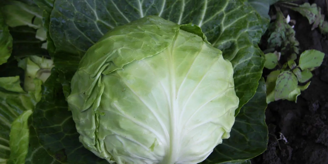 Пятый год сажаю именно эти сорта капусты, урожаем довольна, хороши в засолке и хранении