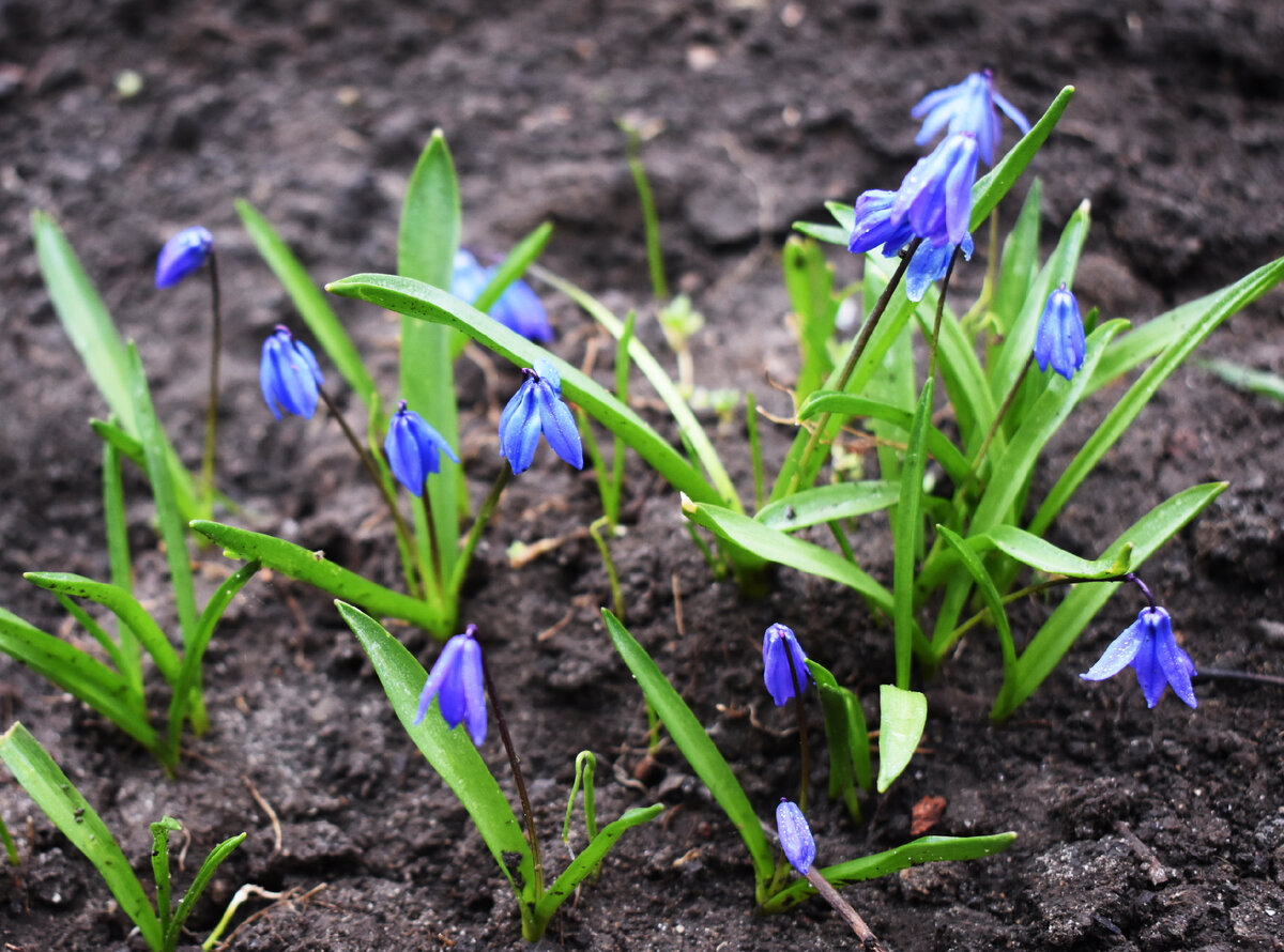 Пролеска/сцилла