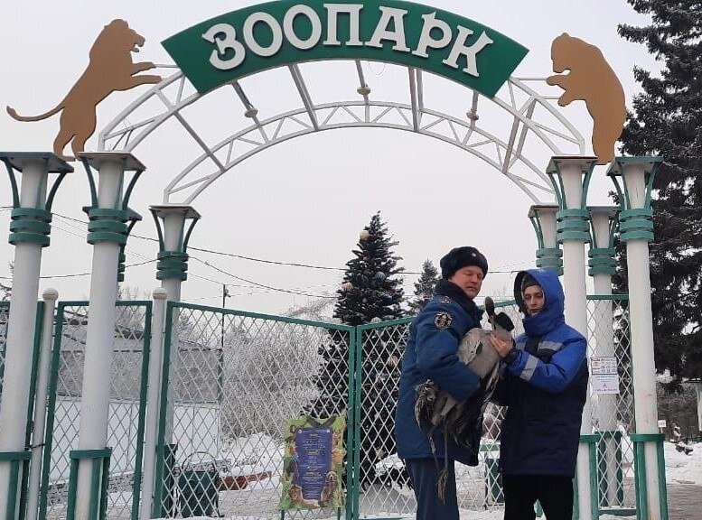 Передача птицы специалисту 