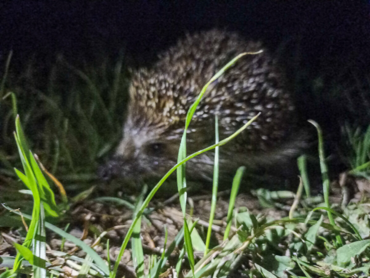 В ту ночь ещё встретила ёжика. Ежикам я всегда рада