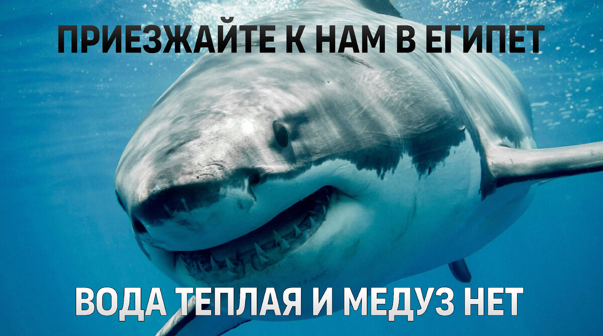 Египетское побережье Красного моря славится своим гостеприимством