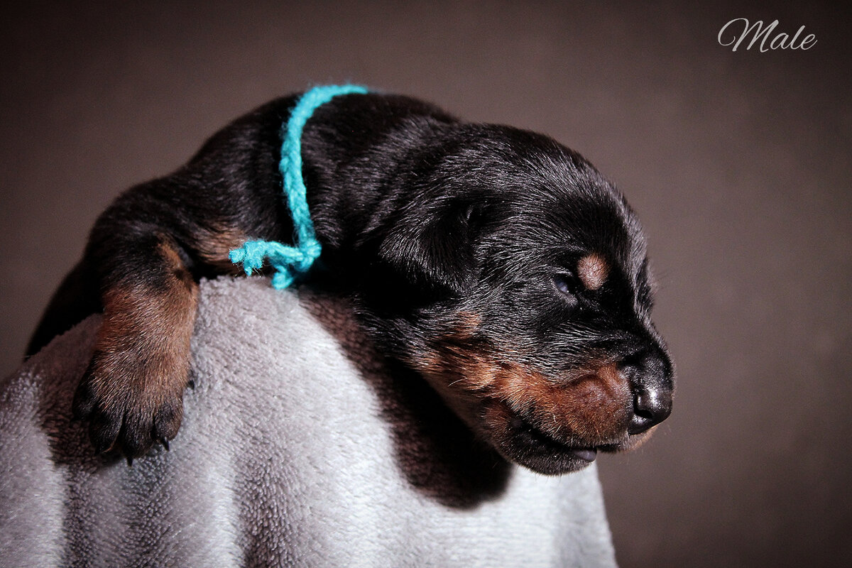 Щенок из питомника "iz Doma Akteona"