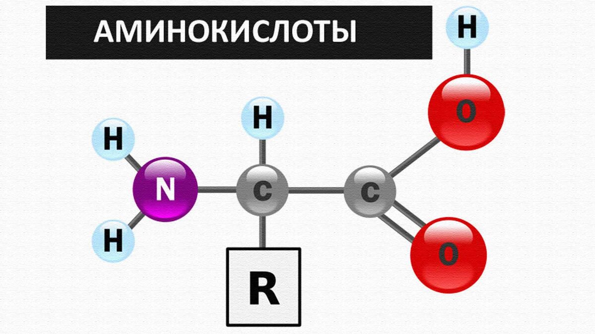 Для чего нужны аминокислоты?