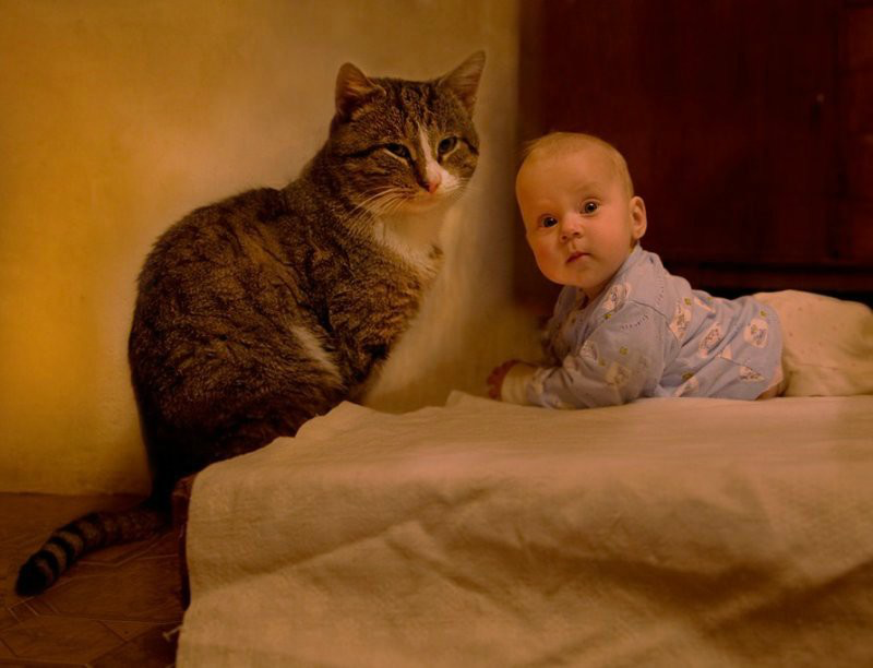 Кошка для детей. Для малышей (котенок). Коты и малыши. Кот малыш. Детей забыли дома
