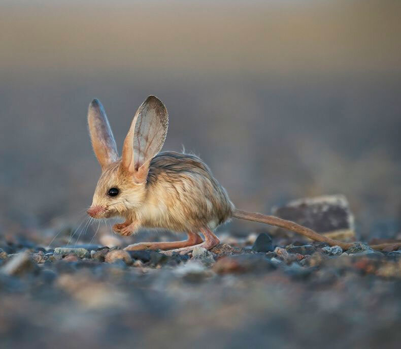 Вот он, красавчик