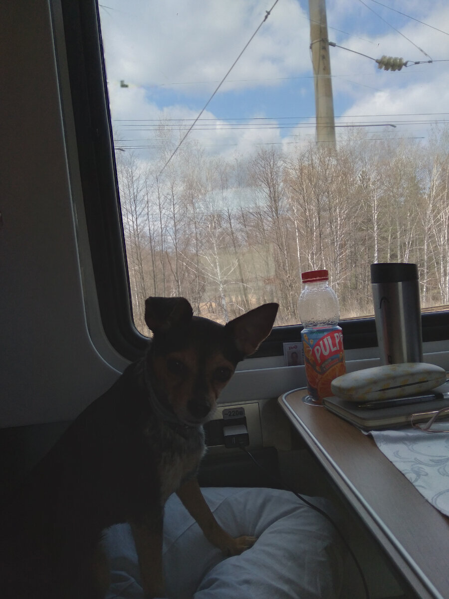 Наша безупречная собачка едет на поезде.