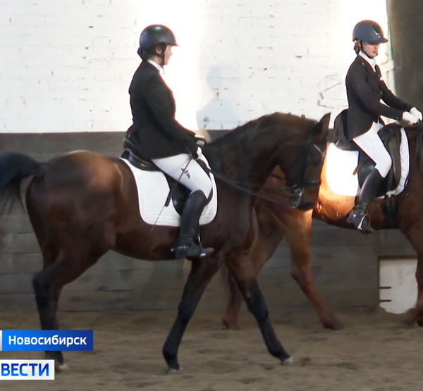 Авито конный спорт