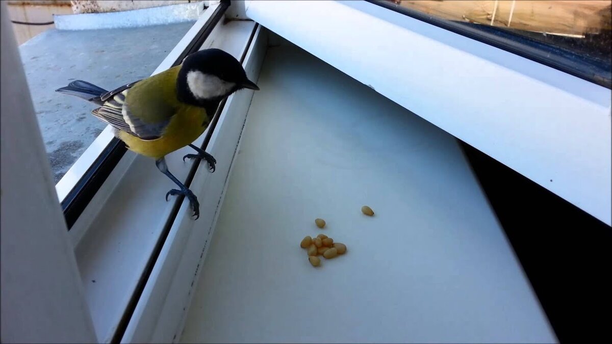 Кормушка для синиц. Весенняя капель и птицы. Синица в избе. Синица в избе. Синица сидит.