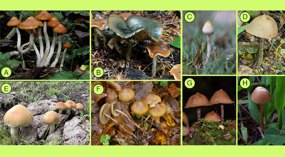   Alexander J. Bradshaw et al. / PNAS, 2024