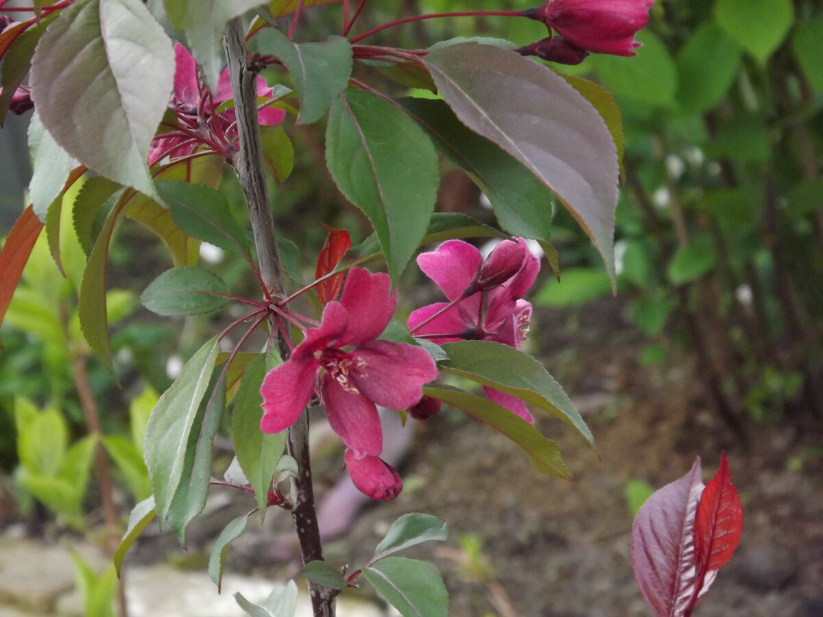 Отцветающая "Роялти" - в принципе, тоже хороша