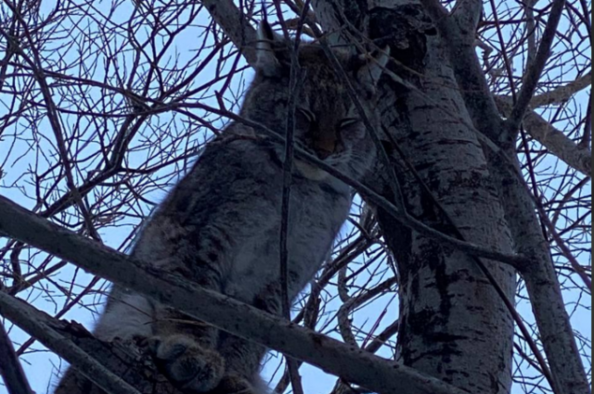    В Петропавловске-Камчатском усыпили рысь, которая залезла на дерево