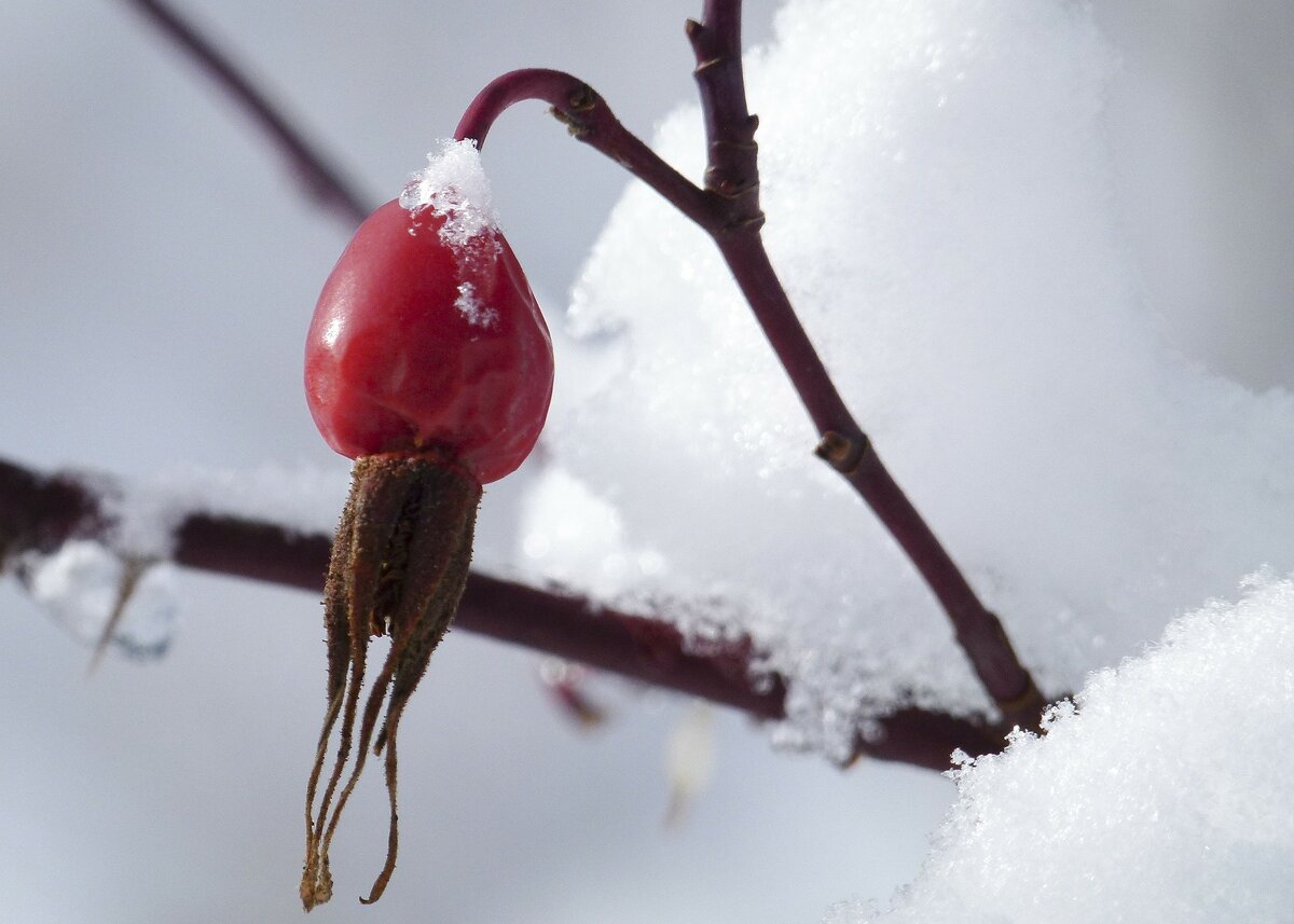    На верхушке плода у шиповника коричного сохраняются чашелистики