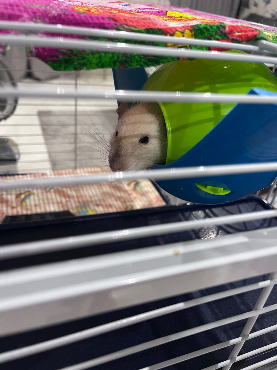 Крыс Сырник сидит в доме-сфере