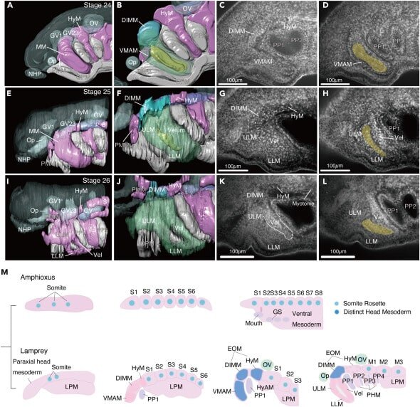    Динамика развития головной мезодермы миноги / © T. Onai et al., 2023