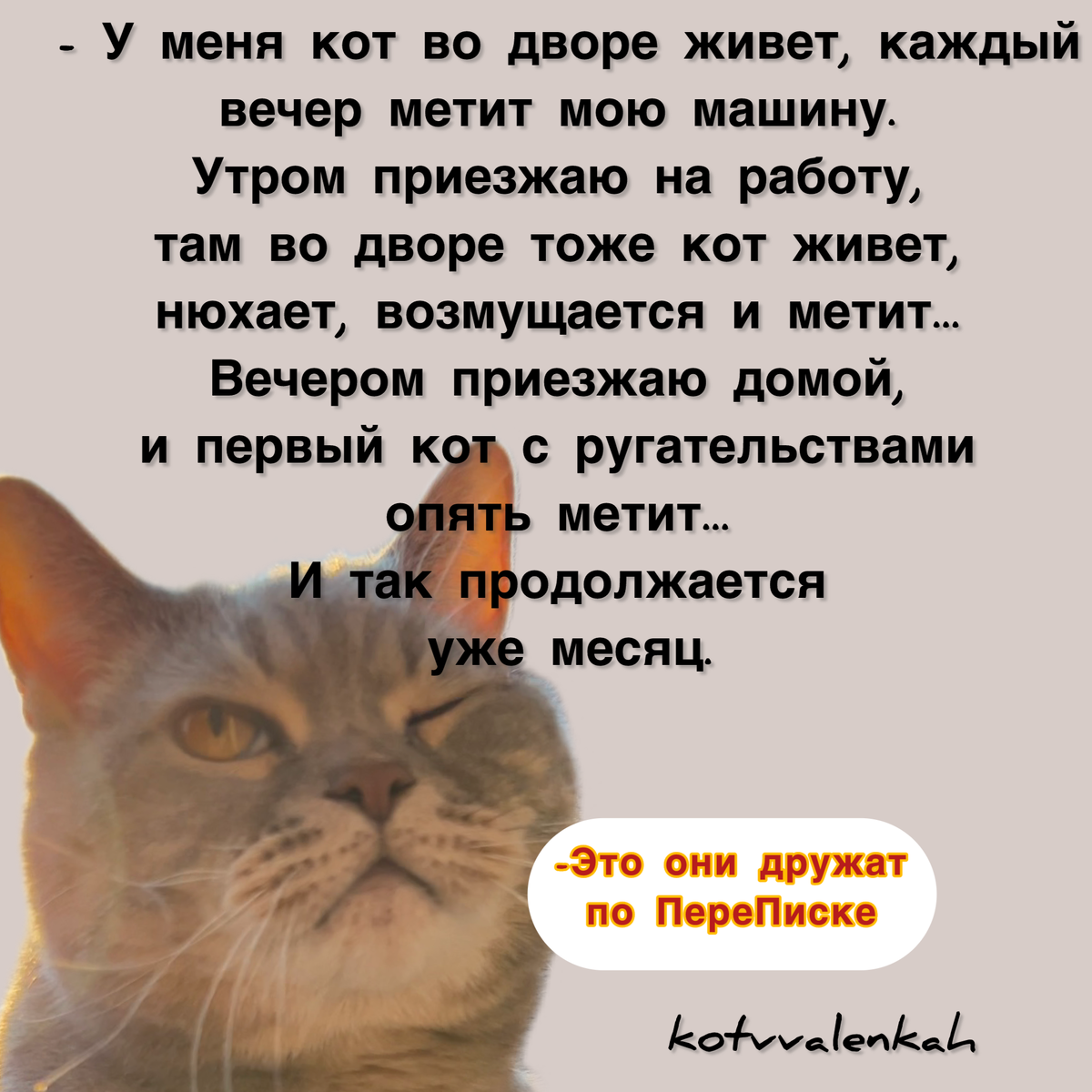 МЕМОрандум субботы, снова здорОва! | Кот в валенках Марсель | Дзен