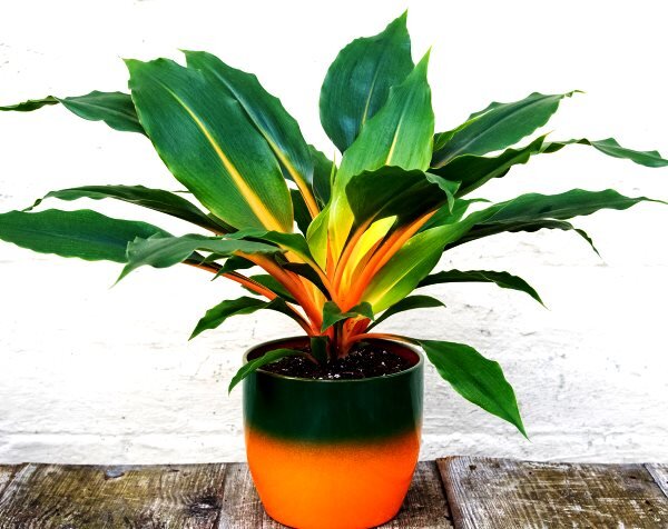 Хлорофитум Оранж, отличается от своих собратьев внешним видом