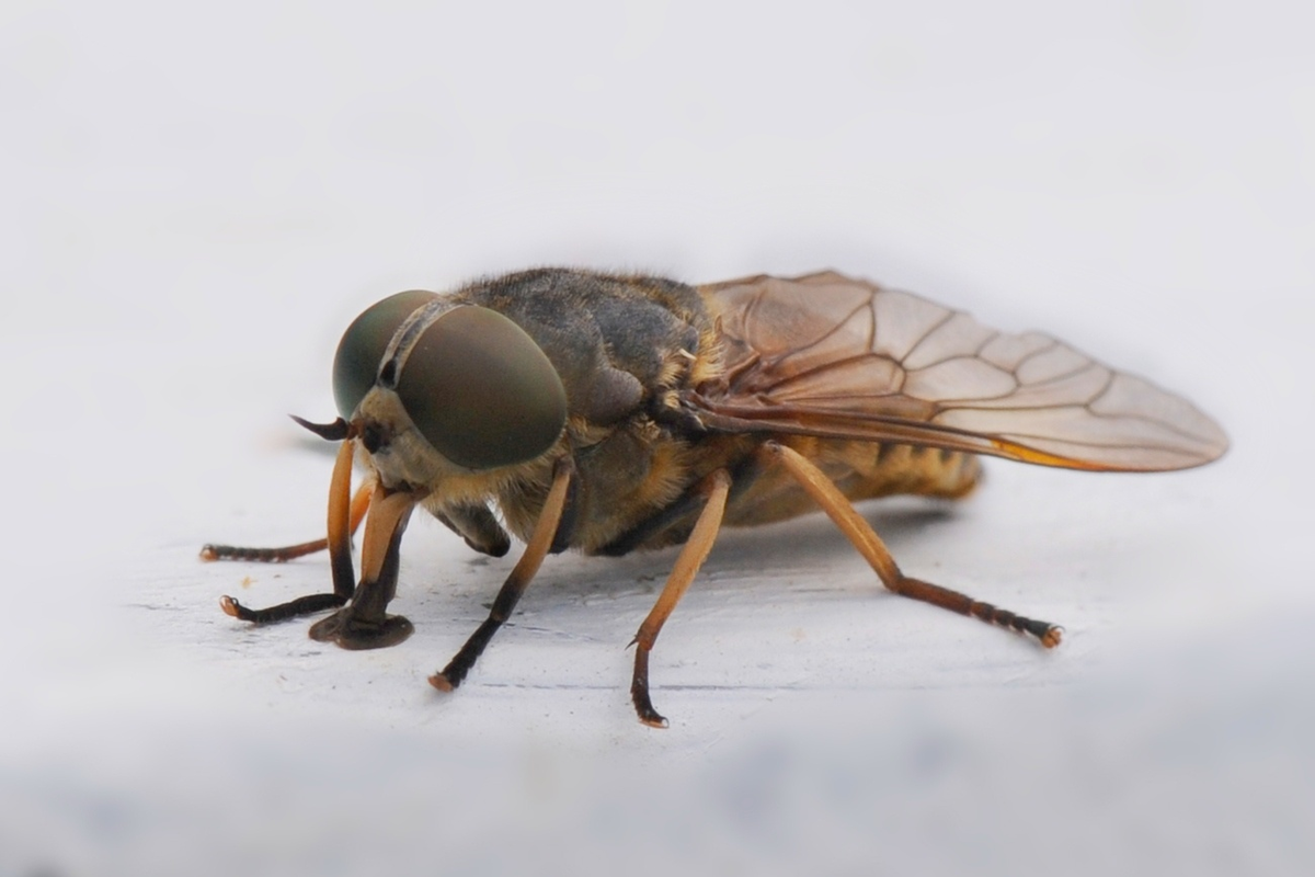 Слепень бычий Tabanus bovinus. Муха Овод. Паут Овод слепень. Овод насекомое.