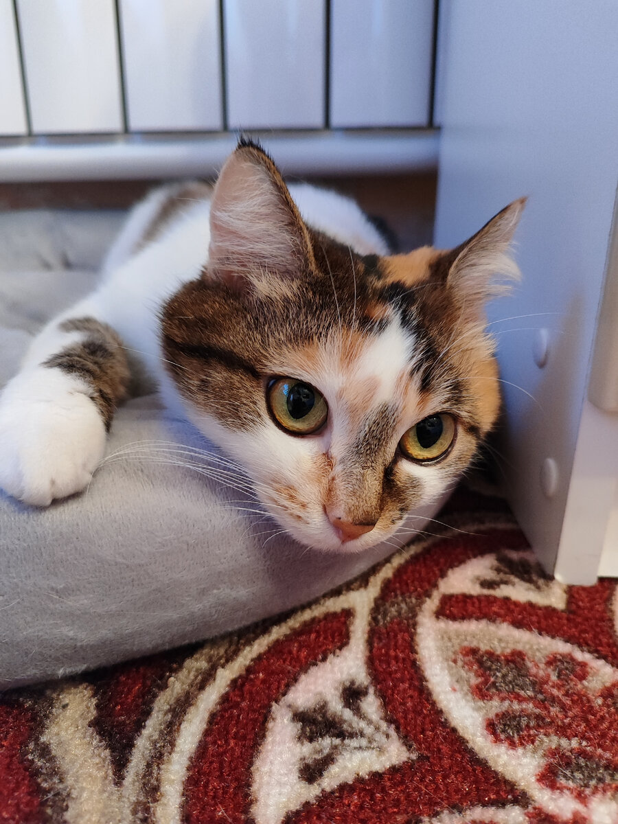 Такое поведение чаще наблюдается у котят и домашних животных, которые живут в небольших квартирах и в одиночестве. Считается, что таким образом питомцы высвобождают накопленную энергию, которую они в течение дня не потратили на охоту или игру. Если такое поведение у вашей кошки встречается часто, значит ей, скорее всего, не хватает активности — попробуйте играть с ней два раза в день хотя бы по 10 минут и посмотрите, уменьшится ли количество эпизодов «безумия». Котятам может требоваться больше времени для игр, чем взрослым кошкам, но тут многое зависит от активности питомца. Увеличивайте время игр с вашей кошкой по мере необходимости. Также не забывайте про когтеточки — они не только позволят вам обезопасить свою мебель, но также помогут кошке успокоиться и потратить часть накопленной энергии. Если у вашего питомца резко появились эпизоды «безумия», хотя раньше их не было, это может свидетельствовать о беспокойстве животного. Иногда это происходит, когда вы переезжаете на новое место жительства, заводите нового питомца или меняете график, из-за чего меньше времени проводите с кошкой. Также такое поведение может быть следствием болезней. У кошек нередко появляется гипертиреоз, который может вызывать изменения в поведении. Кроме того, «кошачье безумие» может происходить из-за заражения кошки блохами или частичной потери слуха или зрения пожилыми животными. Поэтому, чтобы исключить различные заболевания, рекомендуем при подозрительном изменении поведения питомца обратиться к ветеринару.